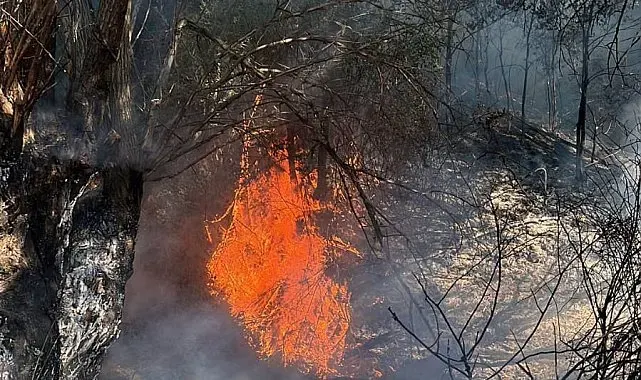 Ankara'da ağaçlık alanda çıkan yangın söndürüldü