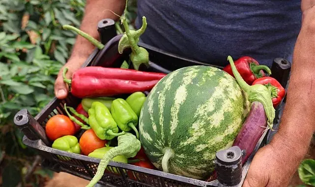 Üreten Bodrum'da hasat devam ediyor