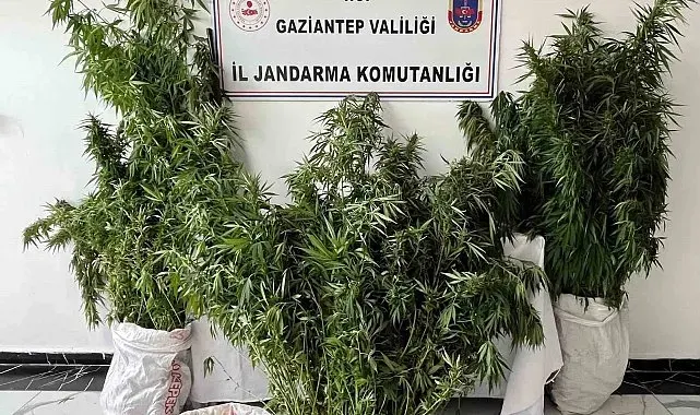 Gaziantep'te 215 kök kenevir ele geçirildi: 1 gözaltı