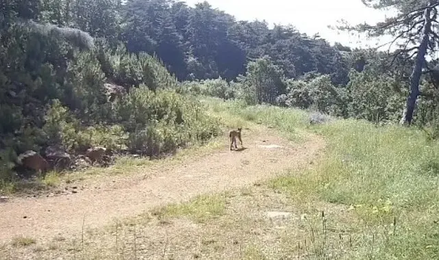 "Ormanın hayaleti" vaşak Çankırı'da görüntülendi