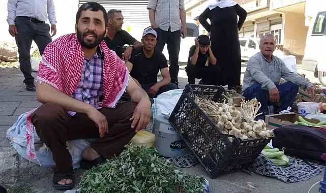 Batman'da doğal şifa mesaisi: Bahçelerden toplanan semizotu hem sağlık hem geçim kaynağı oldu