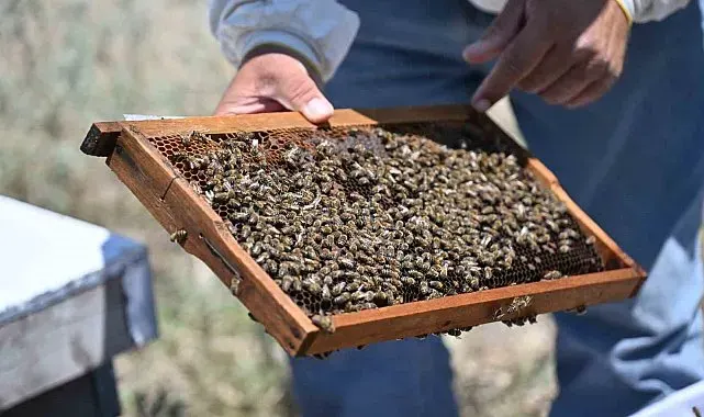 Manisa'da arıcılığa tam destek