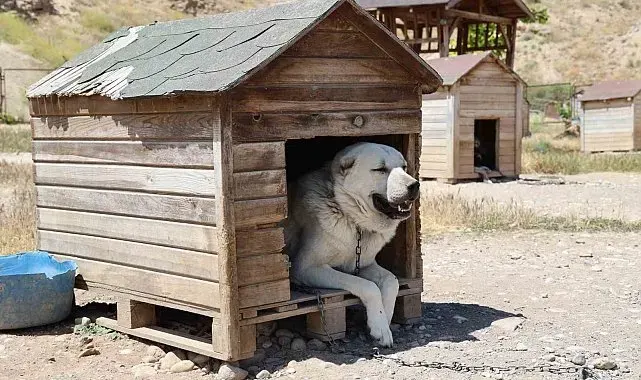 Soğuk havaya göğüs geren Kangal köpekleri sıcak yaz aylarında miskinleşiyor
