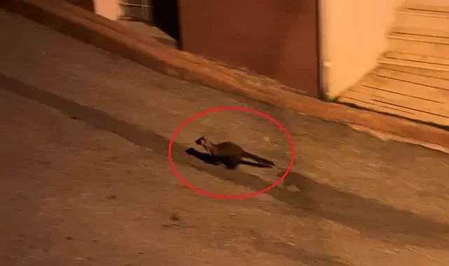 Bu mahallede geceleri sansarlar geziyor
