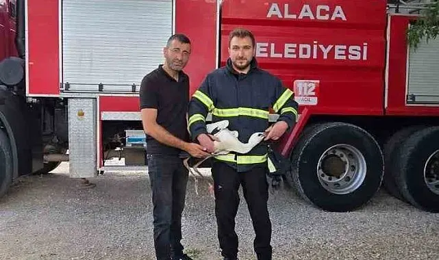 Yuvasında mahsur kalan leyleği itfaiye kurtardı