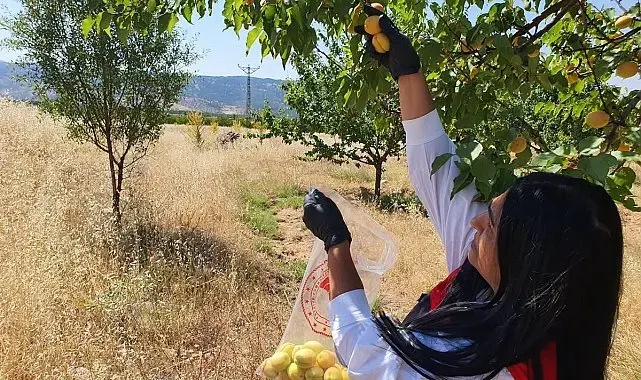 Elazığ'da bitkisel üretim alanlarında pestisit kalıntısı denetimleri