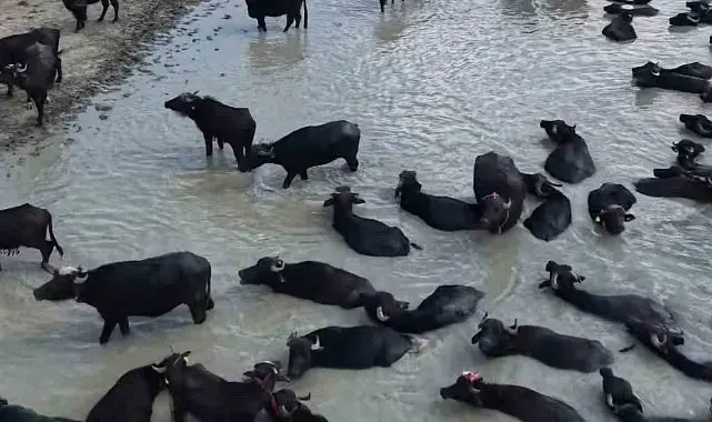 ORKÖY destekleriyle Kütahya'da 64 aileye manda yetiştiriciliği desteği