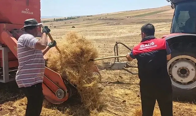 Ağın'da mercimek tohumluklarında hasat kontrolleri
