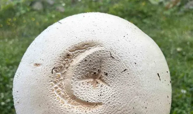 Yayladaki ay yıldızlı mantar görenleri şaşırttı