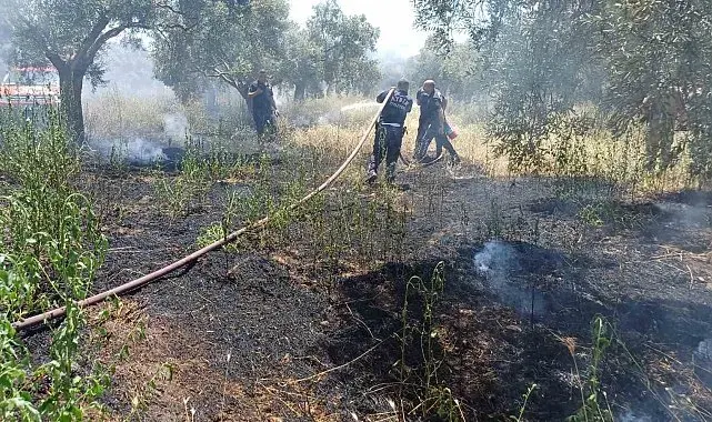 Ot biçerken zeytinliği yaktı