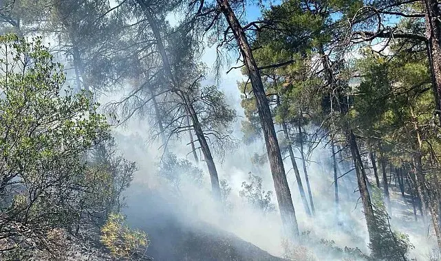 Bursa'daki orman yangını söndürüldü, soğutma çalışmaları sürüyor