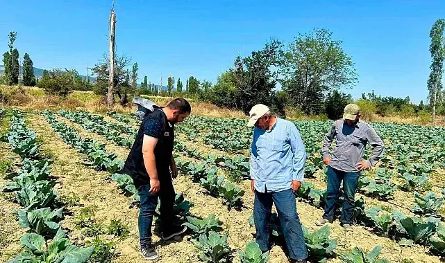 Sebze üretim alanlarında kontroller sürüyor