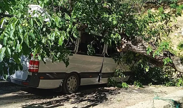Hakkari'de park halindeki aracın üzerine ceviz ağacı devrildi