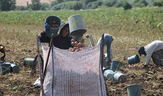 Amasya'da patates hasadı başladı: 130 bin ton rekolte bekleniyor