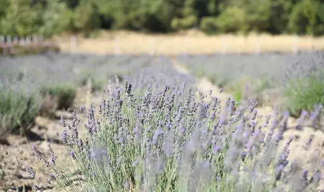 Yunusemre'de lavanta hasadı başlıyor