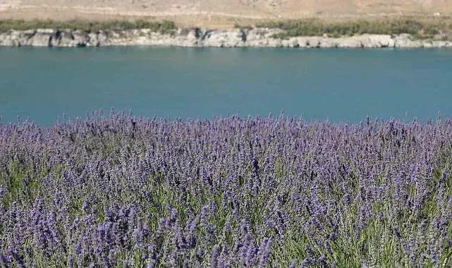 Karapınar'da Acıgöl ve lavanta bahçesi uğrak noktası oldu
