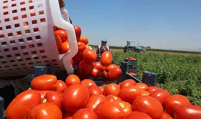 Zorlu mesaiyle kavurucu sıcaklıkta hasadı yapılan domates tarlada 15 TL'den alıcı buluyor