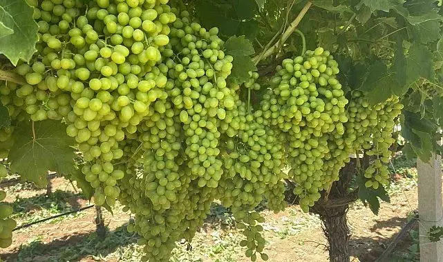 Sarıgöl'ün üzüm salkımları göz kamaştırıyor