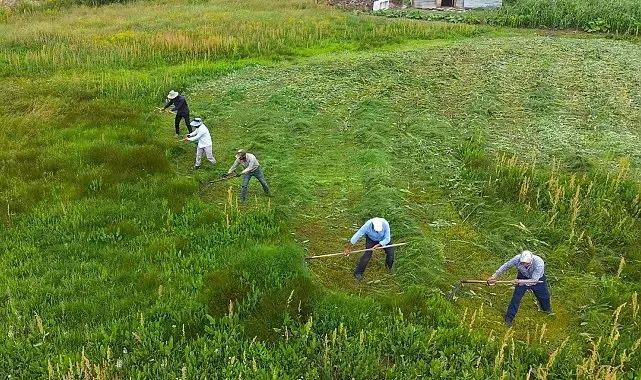 Muş'ta tırpan mesaisi: Kavurucu sıcakta imece usulü ot biçiyorlar