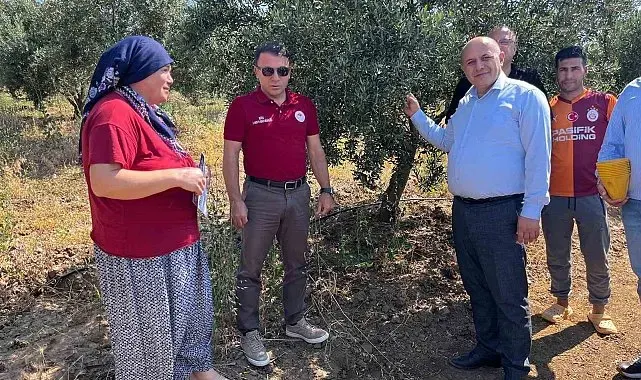 Buldan'da zeytin sineğine karşı fenomen tuzak dağıtıldı