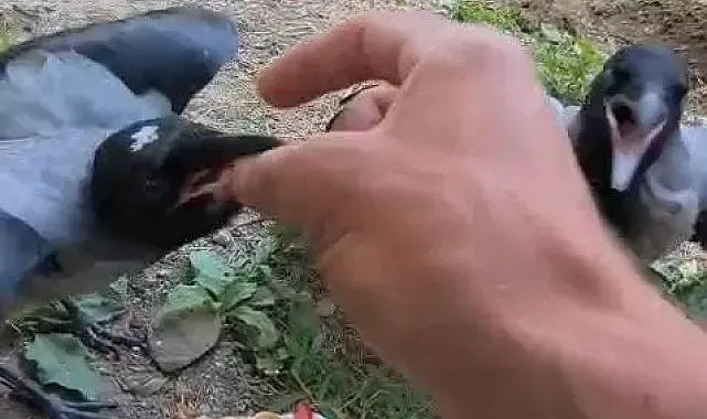 Şefkatle büyüttüğü kargalar onu kapıda karşılıyor