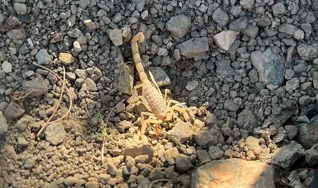 Vişne toplarken akrep sokan şahıs hastaneye kaldırıldı