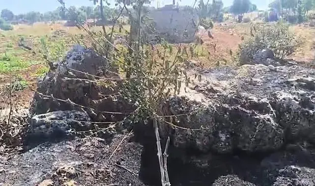 Dicle'de örtü yangını: Onlarca meyve ağacı alevlere teslim oldu