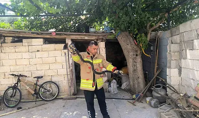 Evin bahçesinde görülen 2 karayılan paniğe neden oldu