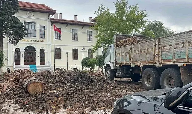 Bilecik Valiliği bahçesindeki dev çam ağaçları kesildi