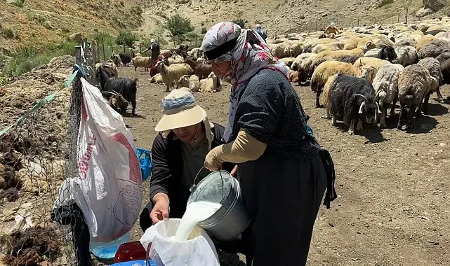 Yüksekova'da berivanların zorlu mesaisi: Kavurucu güneş altında süt sağma dönemi bir aydır sürüyor