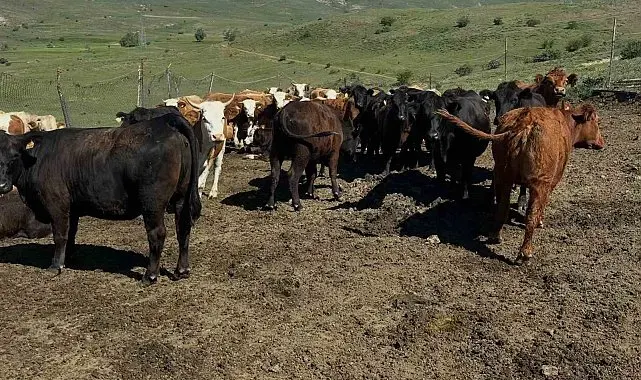Aydıntepe'de ithal besilik sığırlarda karantina ve sağlık kontrolleri yapılıyor