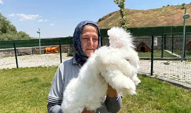 Ankara tavşanları yeniden hayat buldu: Hedef, üretim ve kadın istihdamı