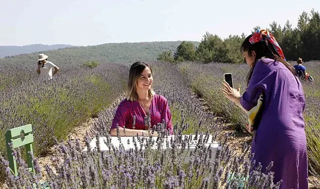 Koku Vadisi'nde Lavanta hasadı başlıyor