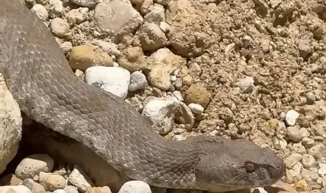 Tunceli'de koca engerek yılanı görüntülendi