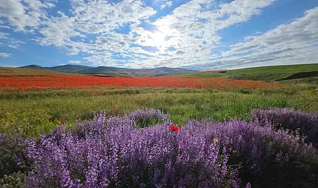 Van'ın Erciş ovası kırmızıya büründü
