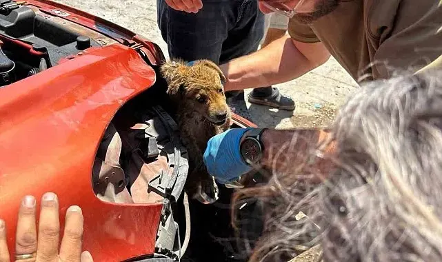 Araç tamponuna sıkışan yavru köpeği veteriner hekimler kurtardı