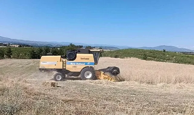 Selendi'de hububat hasadı başladı