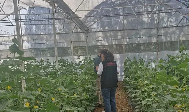 Uşak'ta hasat öncesi pestisit kalıntısı denetiminde numuneler alındı
