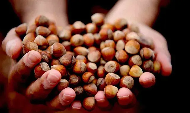 Düzce'den AB ülkelerine 5 bin 973 ton fındık ihraç edildi