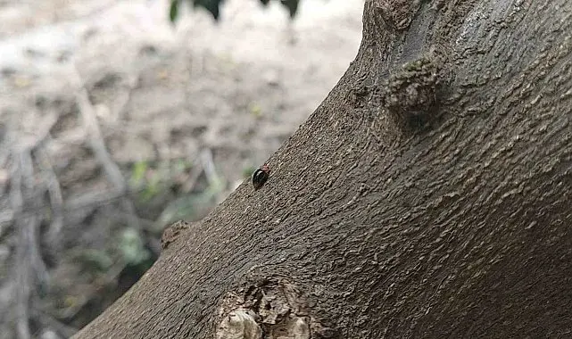Narenciyede zararlılara karşı faydalı böcek seferberliği