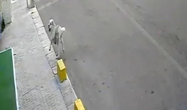 Tekirdağ'da mahallenin maskotu Yumak'a araba çarptı