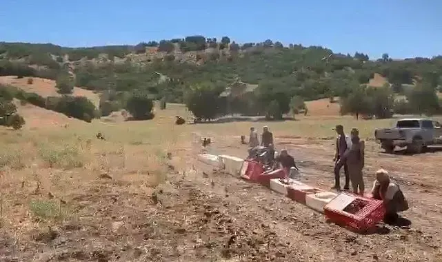 Elazığ'da kenelerle mücadele için doğaya keklik bırakıldı