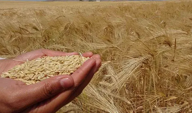 Yozgat'ta arpa hasadı başladı