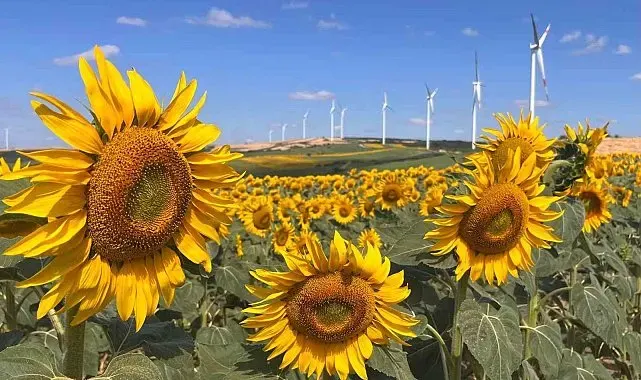 Hayrabolu'da ayçiçeği tarlaları görsel şölene dönüştü