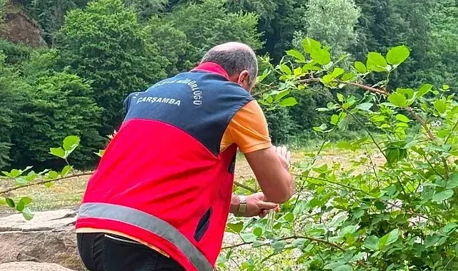 Çarşamba Ovası'nda samuray arıcığı salındı