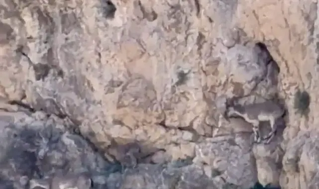 Malatya'da yaban keçileri sürü halinde görüntülendi