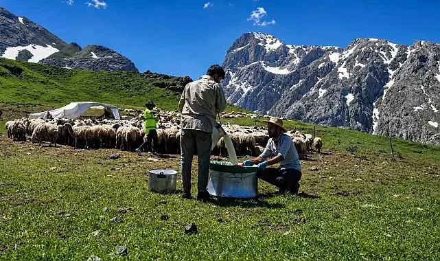 Zorlu yayla şartlarında tescilli lezzet üretiliyor