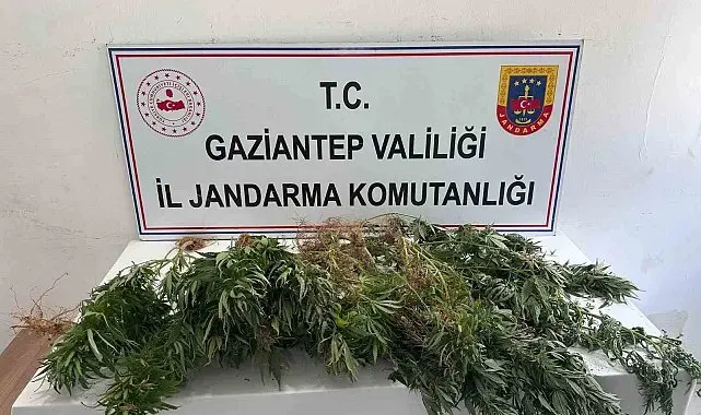 Gaziantep jandarmadan uyuşturucu operasyonu