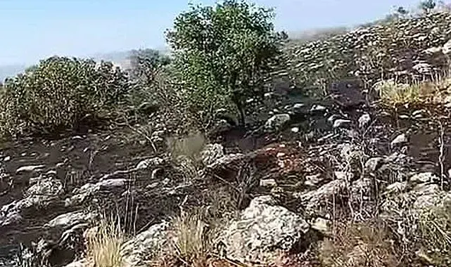 Araban'da fıstıklık ve otluk alanda yangın