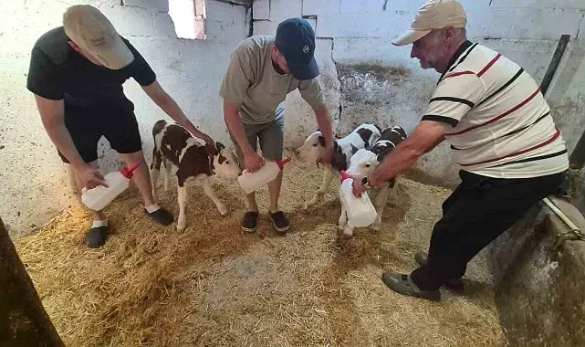 Kırklareli'nde şaşırtan doğum: Bir inek üçüz doğurdu